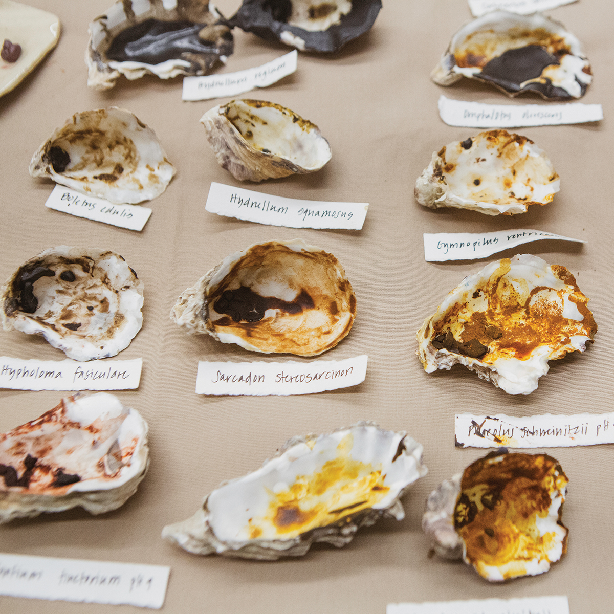 Plants & Colour Mushroom Color Atlas